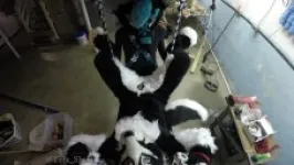 Murrsuiter gets pegged hard by a dominatrix in a swing